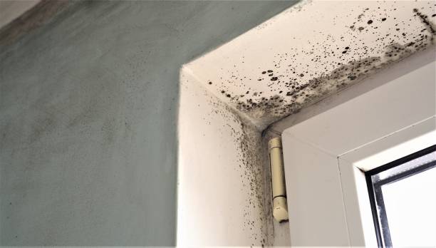 Best Mold Prevention Services  in Galion, OH