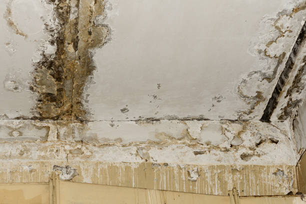 Best Forensic Mold Investigation  in Galion, OH