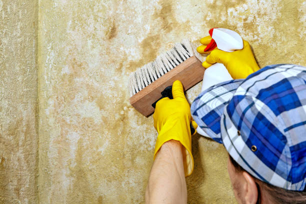 Best Basement Mold Removal  in Galion, OH